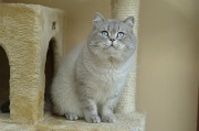 BRITISH SHORTHAIR 023